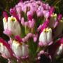 Showy Owl’s Clover (Castilleja exerta ssp. latifolia): This native generally confines itself to coastal dune areas.